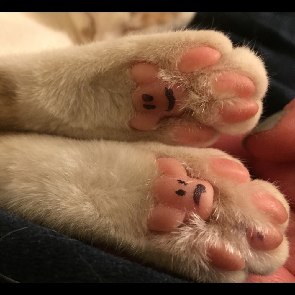 Meet your Posher, Caitie